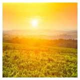 sunny vineyards