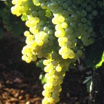 grapes for armagnac