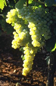 cognac grapes