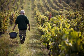 Artisan cognac production