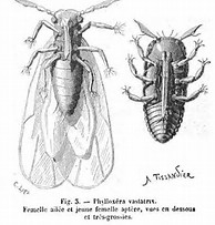 Phylloxera