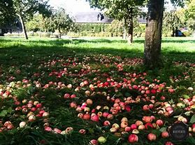 calvados is apple brandy 