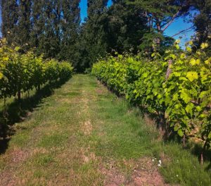 Trellising in Armagnac