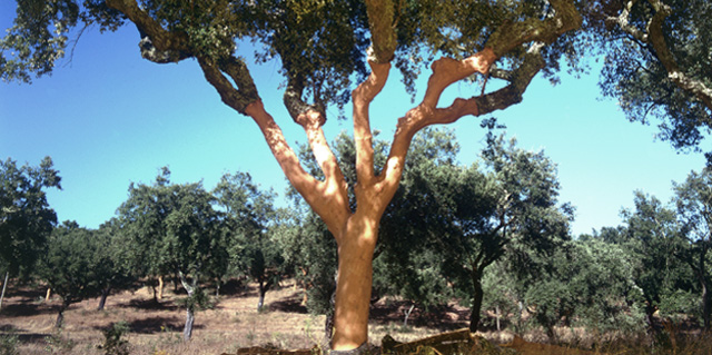 cork oak tree